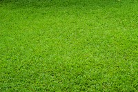 Green grass field. Free public domain CC0 photo.