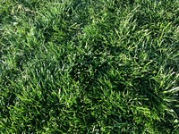 Green grass field. Free public domain CC0 photo.