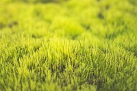 Green grass field. Free public domain CC0 photo.