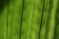 Close up green grass. Free public domain CC0 photo.