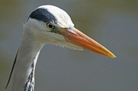 Grey heron, bird photography. Free public domain CC0 image.