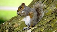 Cute squirrel eating nut image. Free public domain CC0 image.