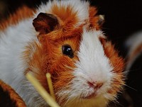 Close up hamster face. Free public domain CC0 photo