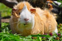 Brown guinea pig, cute pet. Free public domain CC0 image.