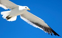 Flying seagull close up. Free public domain CC0 photo.