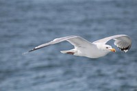 Flying seagull close up. Free public domain CC0 photo.