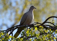 Pigeon sitting in tree. Free public domain CC0 image.