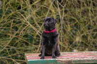 Black dog sitting on wooden bench. Free public domain CC0 photo.