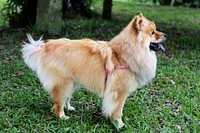 Pomeranian standing on grass. Free public domain CC0 photo