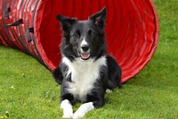 Black & white dog sitting at playground. Free public domain CC0 photo.