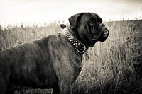 Black dog on grass field. Free public domain CC0 photo.