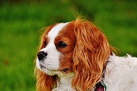 White & brown furry dog close up face. Free public domain CC0 photo.