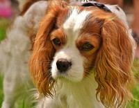 White & brown furry dog close up face. Free public domain CC0 photo.