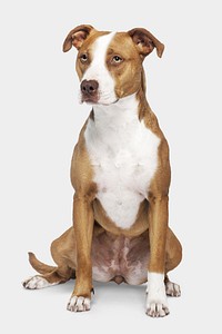 Dog sticker, American Pit Bull Terrier, animal psd