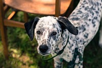 Spotted black & white dog. Free public domain CC0 photo.