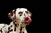 Dalmatian tongue out. Free public domain CC0 photo.