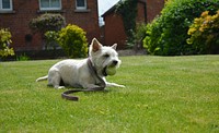 White furry dog holding tennis ball lying on grass field. Free public domain CC0 photo.