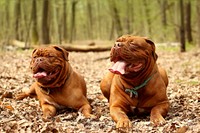 Brown bulldog lying on fallen leaf floor. Free public domain CC0 photo.