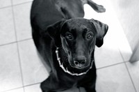 Black dog face. Free public domain CC0 photo.
