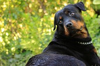 Black dog with curious face lying on grass. Free public domain CC0 photo.