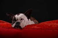 Bulldog on red couch. Free public domain CC0 photo.