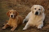 Golden retriever. Free public domain CC0 photo.