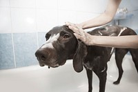 Dog in shower, animal photography. Free public domain CC0 image.