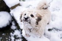 Dog in snow. Free public domain CC0 photo.