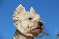 White furry dog close up face. Free public domain CC0 photo.