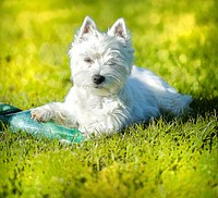 White dog with water bottle on grass. Free public domain CC0 photo.