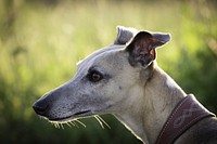 Whippet close up face. Free public domain CC0 photo