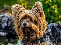 yorkshire terrier Free public domain CC0 photo.