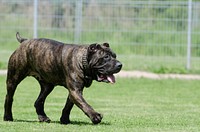 Black dog walking on grass. Free public domain CC0 photo.