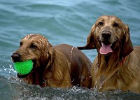 Golden retriever playing in water. Free public domain CC0 photo.