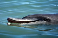 Underwater dolphin head close up. Free public domain CC0 photo.