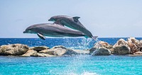 Cute dolphins jumping together. Free public domain CC0 photo.