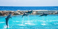 Cute dolphins jumping together. Free public domain CC0 image.