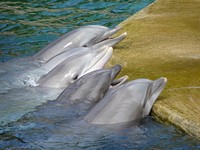 Cute dolphins looking up together. Free public domain CC0 photo.