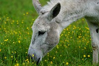 Cute donkey, animal photography. Free public domain CC0 image.