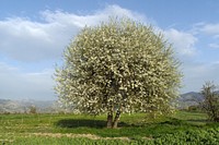 White flower tree. Free public domain CC0 photo.