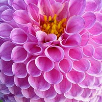 Pink dahlia.  Free public domain CC0 image.