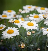 White daisy background. Free public domain CC0 photo.