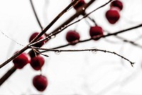 Closeup on red berries growing on tree. Free public domain CC0 image.