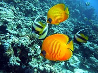 Exotic fishes near coral reef. Free public domain CC0 photo.