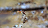 Dragonfly background, insect image. Free public domain CC0 photo.