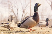 Green mallard duck close up. Free public domain CC0 photo.