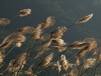 Reed field. Free public domain CC0 photo.