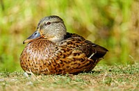 Mallard duck sitting close up. Free public domain CC0 image.