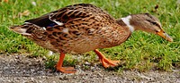 Mallard duck walking close up. Free public domain CC0 image.