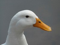 American Pekin sideview closeup. Free public domain CC0 image.